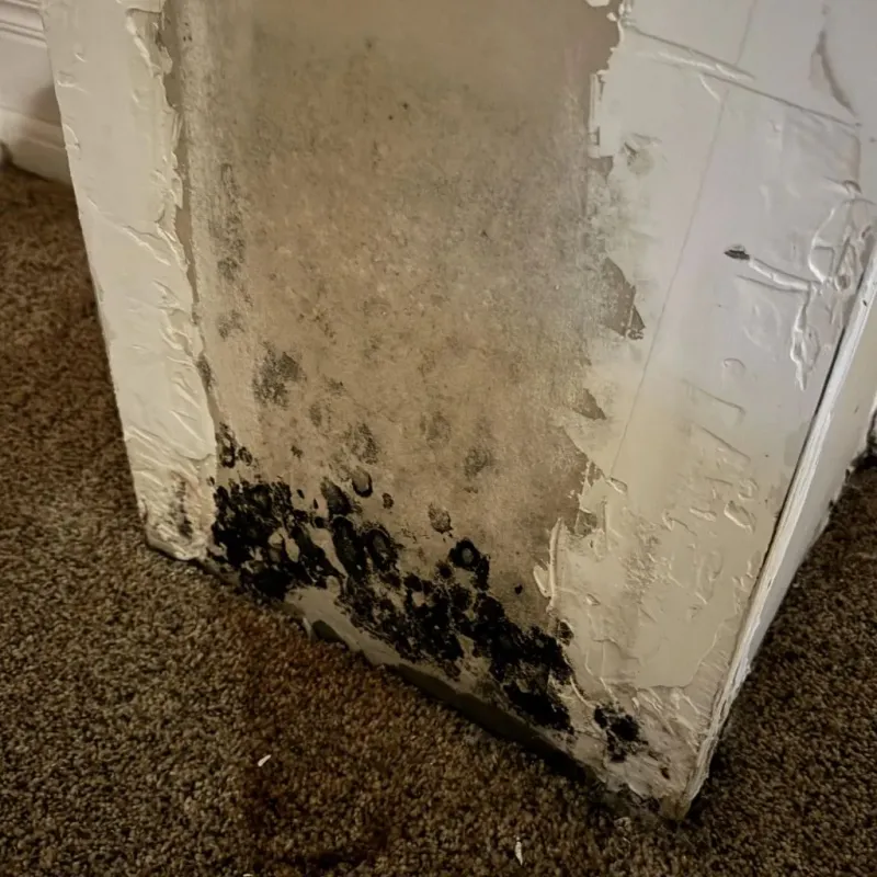 Professional Mold Removal in Sulphur Springs, AR
